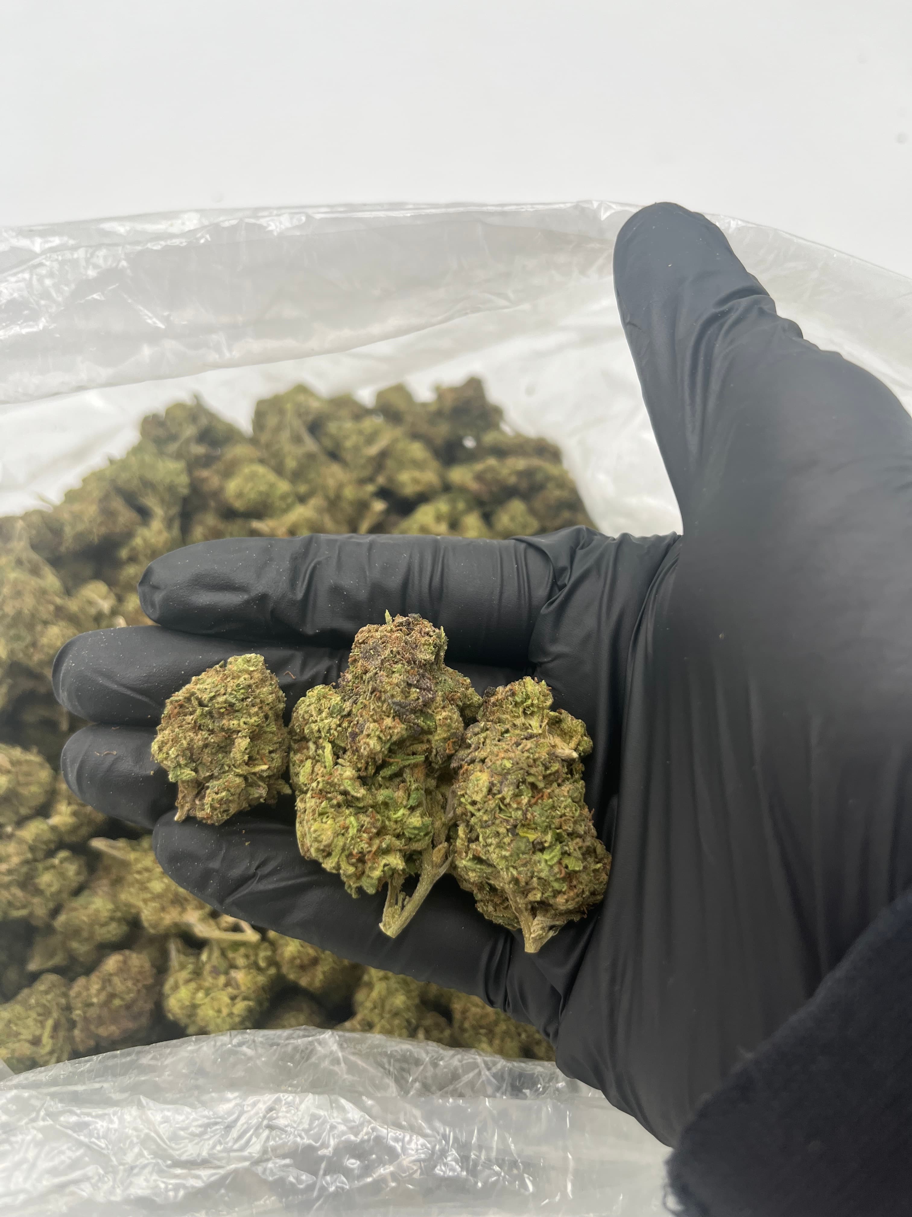 Gelato Mintz — Premium THC-A hemp flower